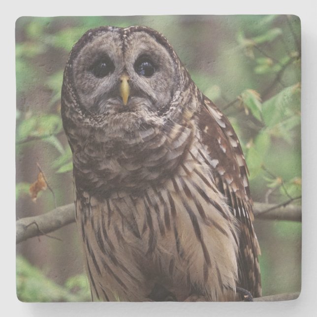 Barred Owl Steinuntersetzer (Vorderseite)