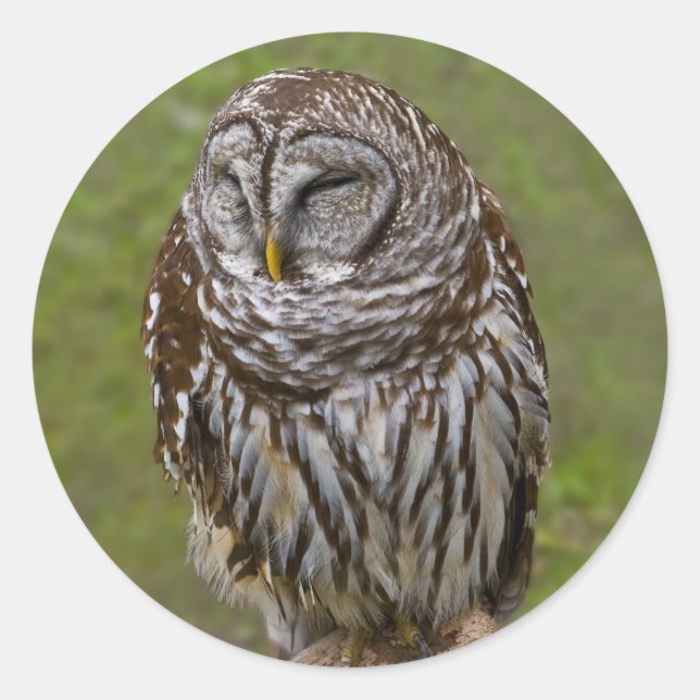 Barred Owl Sticker (Vorderseite)