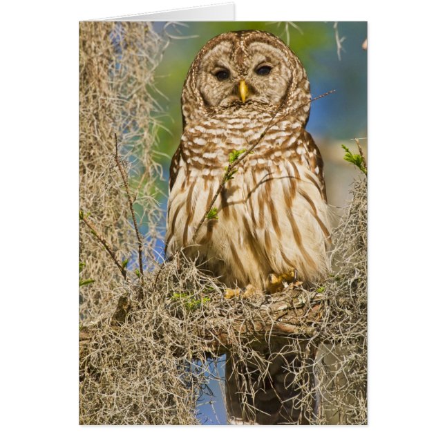 Barred Owl (Strix varia) in Zypressenbaum (Vorne)