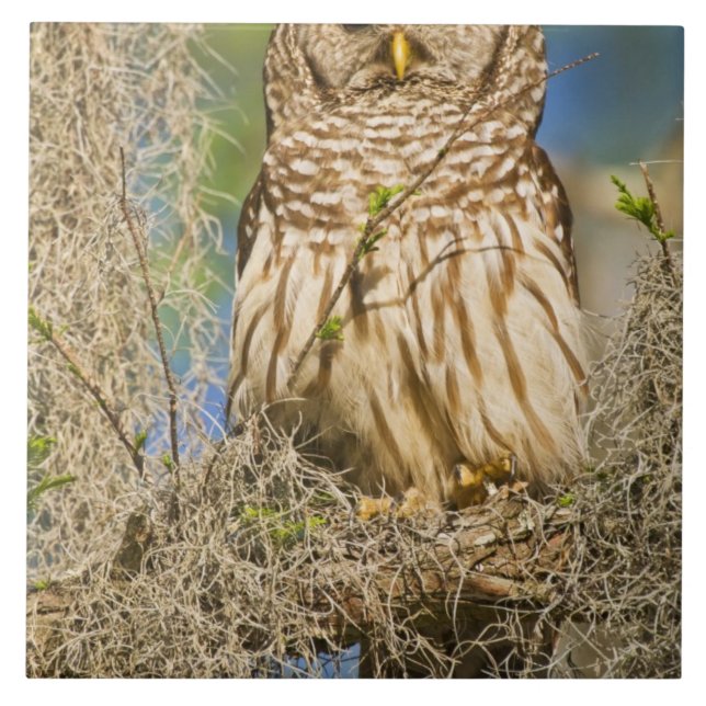 Barred Owl (Strix varia) in Zypressenbaum Fliese (Vorderseite)