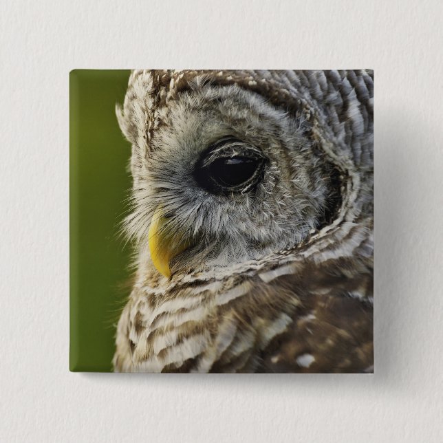 Barred Owl, Strix varia, Michigan Button (Vorderseite)
