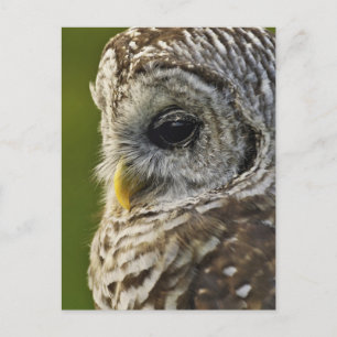 Barred Owl, Strix varia, Michigan Postkarte