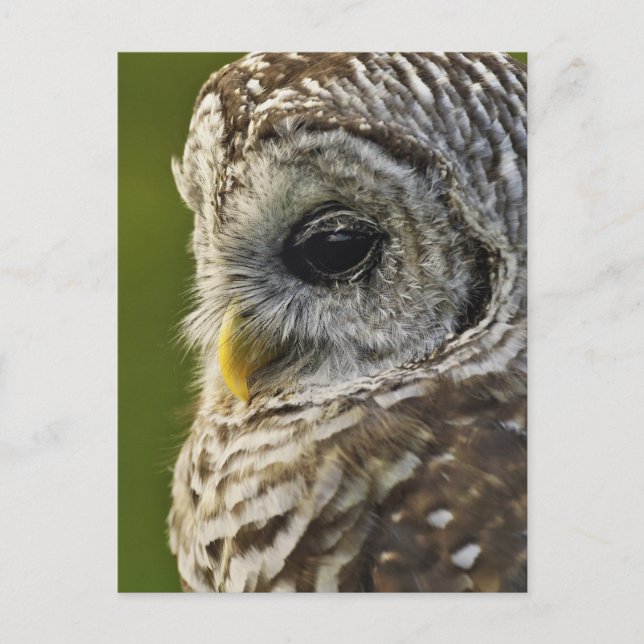 Barred Owl, Strix varia, Michigan Postkarte (Vorderseite)
