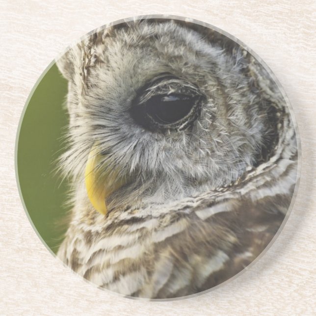 Barred Owl, Strix varia, Michigan Untersetzer (Vorne)