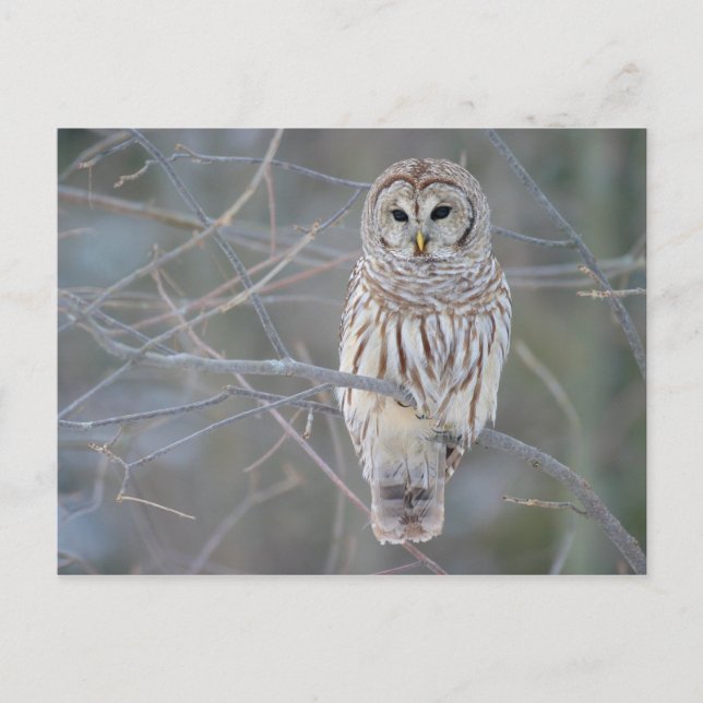 Barred Owl Strix Varia Postkarte (Vorderseite)