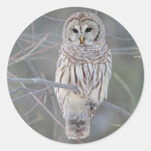 Barred Owl Strix Varia Runder Aufkleber