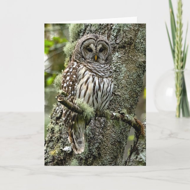 Barred Owl Tree Dankeschön Karte (Vorderseite)