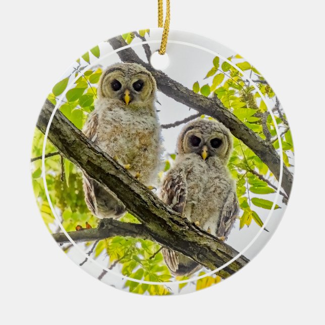 Barred Owlets Springtime Keramik Ornament (Vorne)