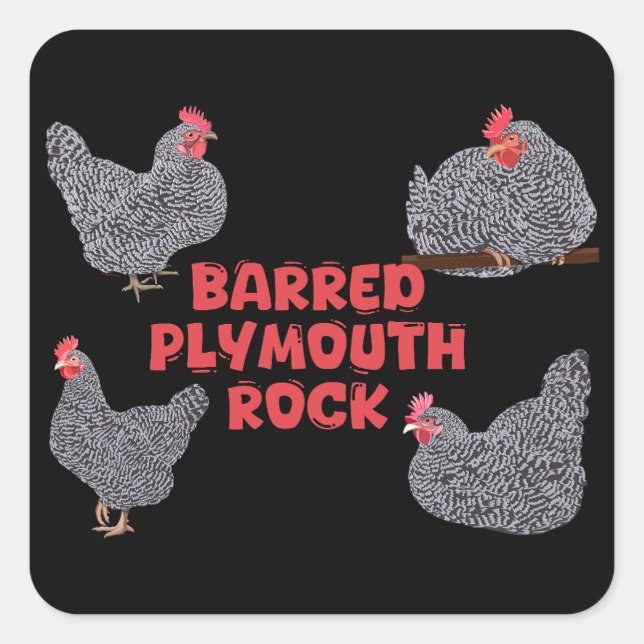 Barred Plymouth Rock Chickens Quadratischer Aufkleber (Vorderseite)