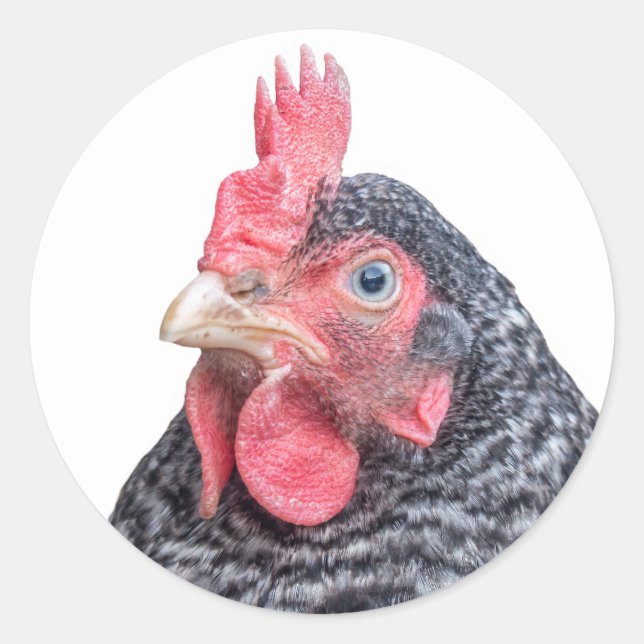 Barred Plymouth Rock Lay Hen Foto Runder Aufkleber (Vorderseite)