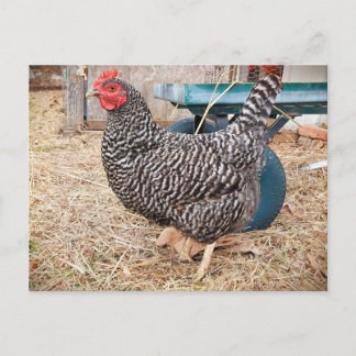 Barred Rock Chicken Postcard Postkarte
