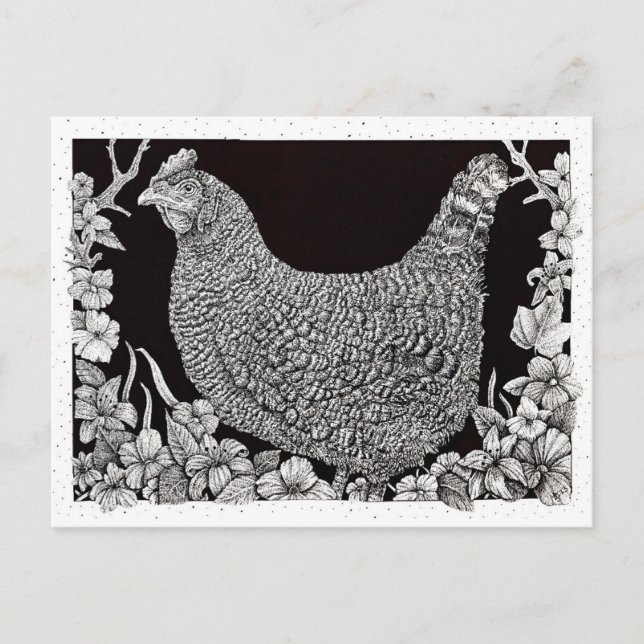 Barred Rock Chicken Postkarte (Vorderseite)