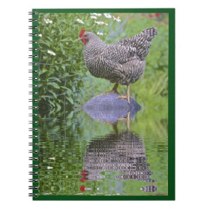 Barred Rock Hen Notizblock