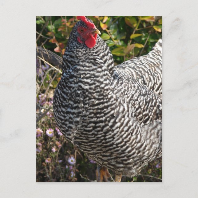 Barred Rock Postkarte (Vorderseite)