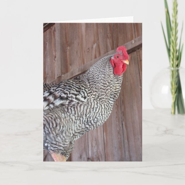 Barred Rock Rooster Karte (Vorderseite)