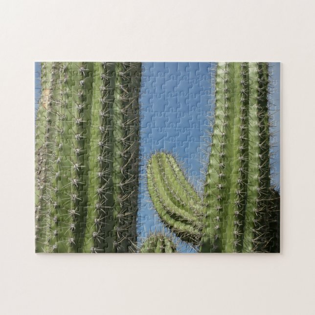 Barrel Cactus I Desert Foto (Horizontal)