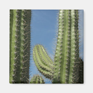 Barrel Cactus I Desert Foto Magnet