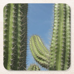 Barrel Cactus I Desert Foto Rechteckiger Pappuntersetzer
