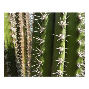 Barrel Cactus II Desert Nature Foto