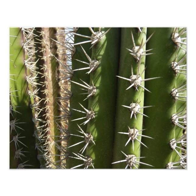 Barrel Cactus II Desert Nature Foto (Vorne)