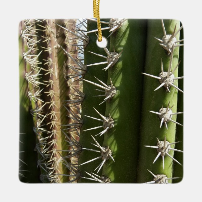 Barrel Cactus II Desert Nature Foto Keramikornament (Vorderseite)