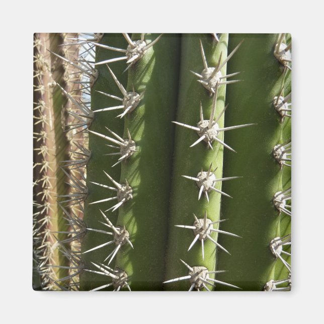 Barrel Cactus II Desert Nature Foto Magnet (Vorne)