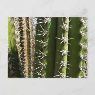 Barrel Cactus II Desert Nature Foto Postkarte