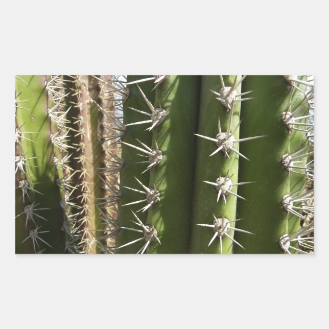 Barrel Cactus II Desert Nature Foto Rechteckiger Aufkleber (Vorderseite)