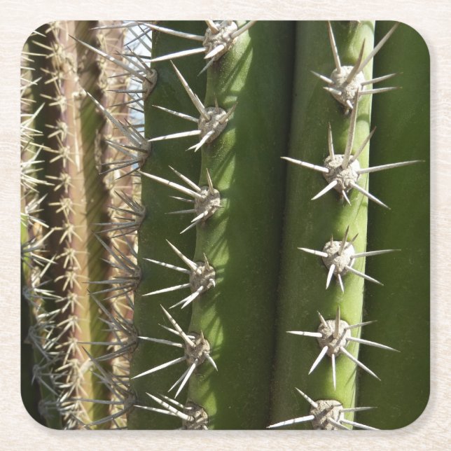 Barrel Cactus II Desert Nature Foto Rechteckiger Pappuntersetzer (Vorderseite)