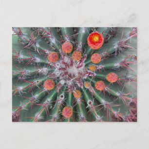 Barrel Cactus Postcard (Arizona) Postkarte