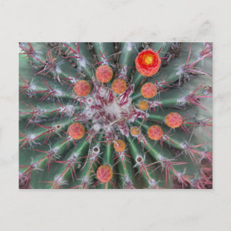 Barrel Cactus Postcard (Arizona) Postkarte
