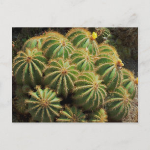 Barrel Cactus Postkarte
