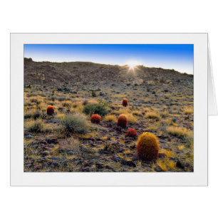 "Barrel Cactus Weck Up Call"