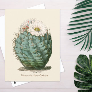 Barrel Cactus White Blume Postkarte