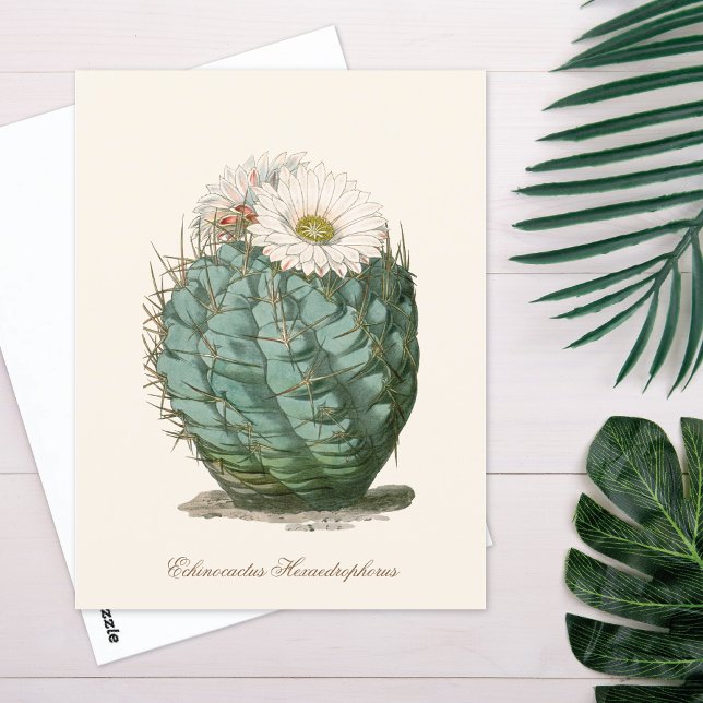 Barrel Cactus White Flower Postkarte (Von Creator hochgeladen)