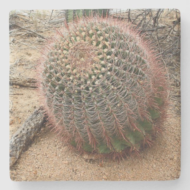 Barrel Kaktus in der Wüste, Arizona, q Untersetzer (Vorderseite)