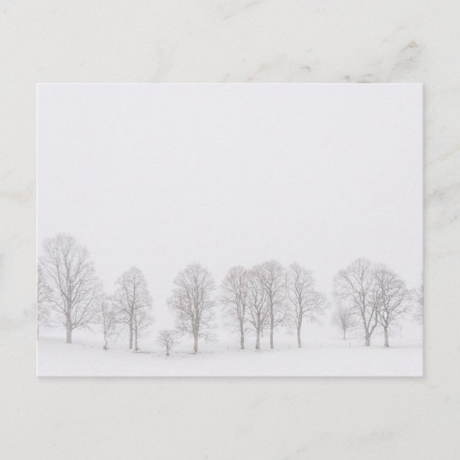 Barren Bäume in der schneeweißen Welt Postkarte (Vorderseite)
