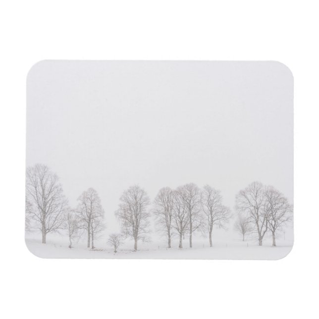 Barren-Bäume in der schneeweißen Welt Rechteckmagn Magnet (Horizontal)
