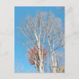Barren Trees Postkarte