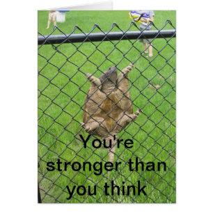 Barrière d'escalade de tortue