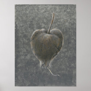 Barringtonia Acutangula 2 Poster