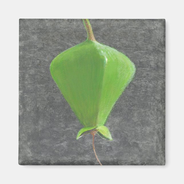 Barringtonia Acutangula Magnet (Vorne)