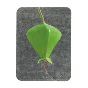 Barringtonia Acutangula Magnet