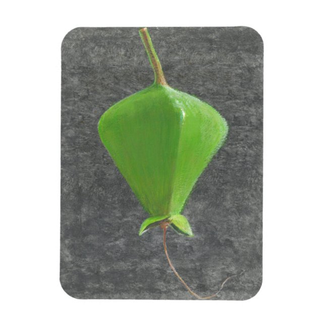 Barringtonia Acutangula Magnet (Vertikal)