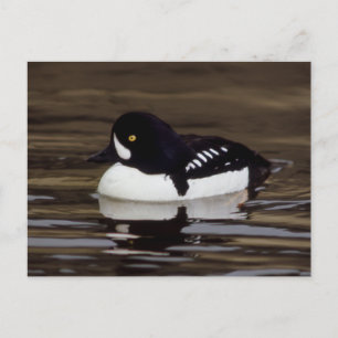 Barrows Goldeneye Wildlife Series # 16 Carte posta