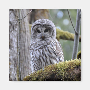 Barry Owl Lovers Magnet
