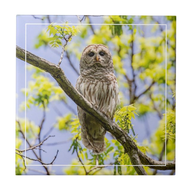 Barry Owl Springtime Fliese (Vorderseite)