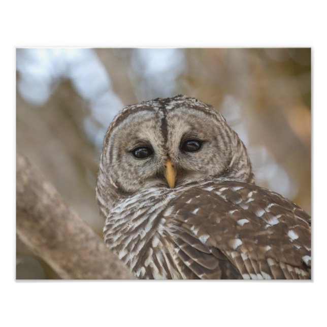 Barry Owl Wildlife Picture Fotodruck (Vorne)