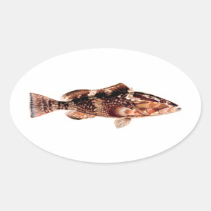 Barsch-Fische Ovaler Aufkleber