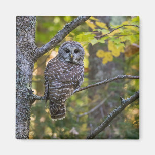 Barscheule im Herbst   Alger County, MI Magnet